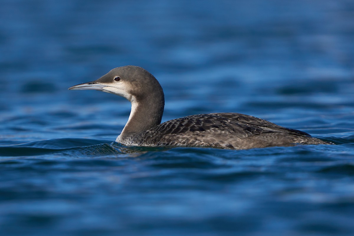 Pacific Loon - ML611441870