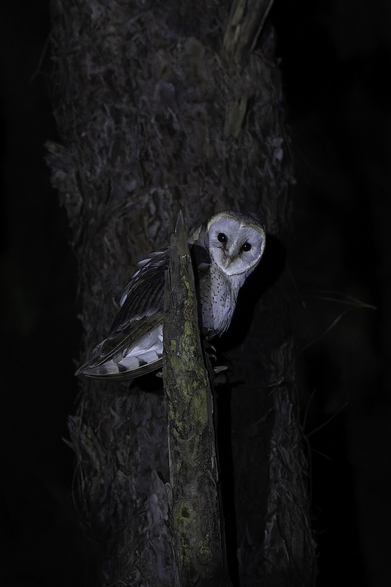 Barn Owl (African) - ML611441917