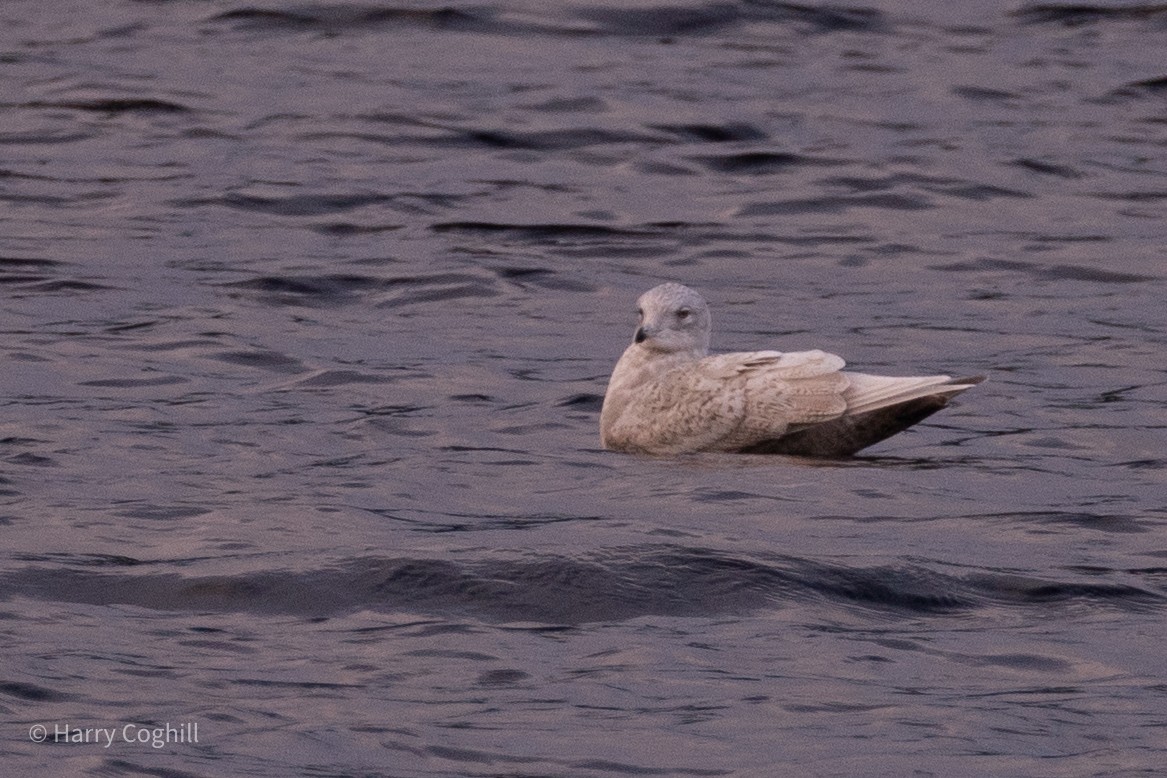 Iceland Gull - Harry Coghill