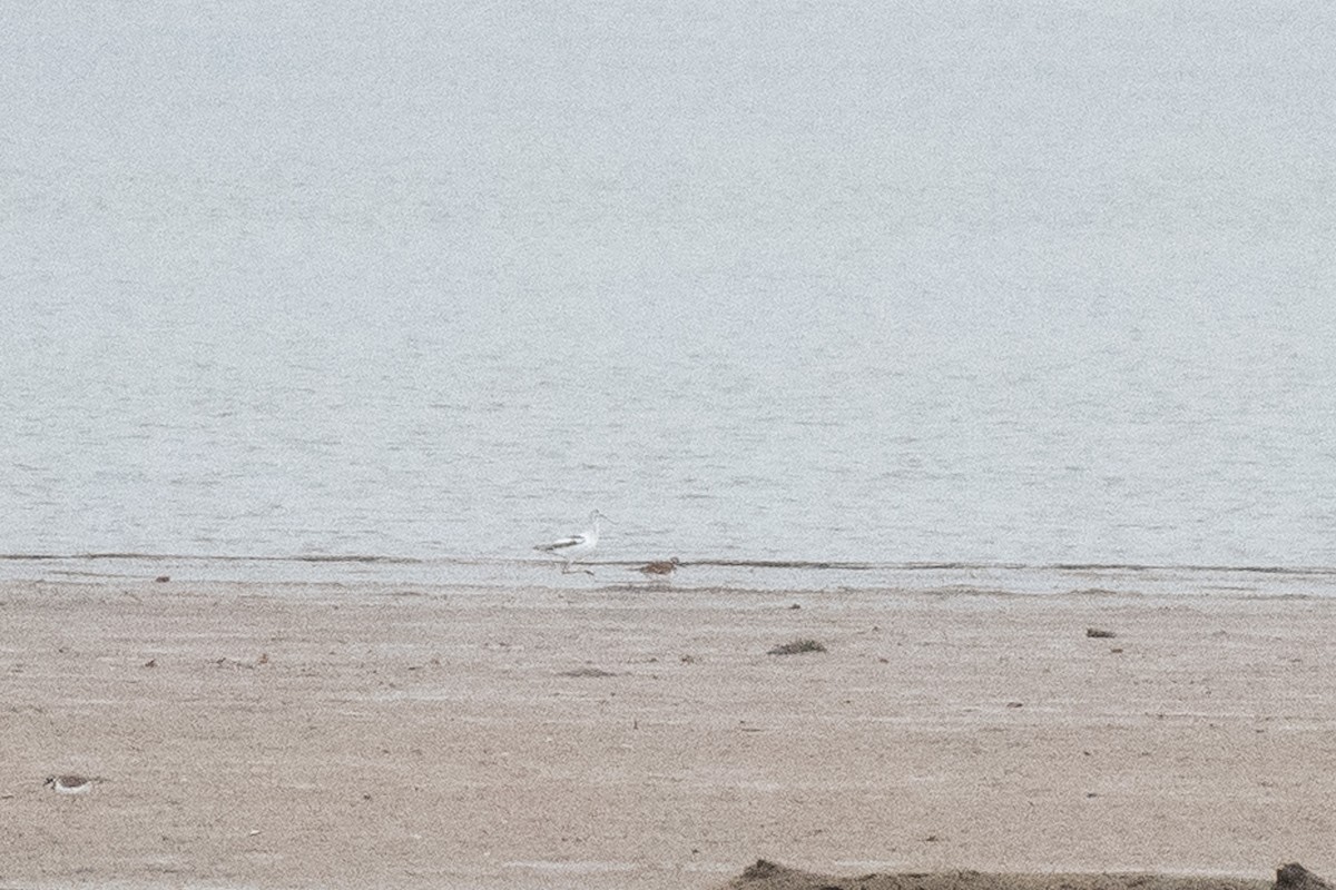 American Avocet - ML611442016