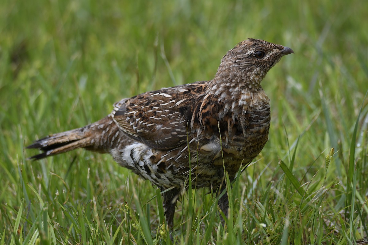 Ruffed Grouse - Travis Philo