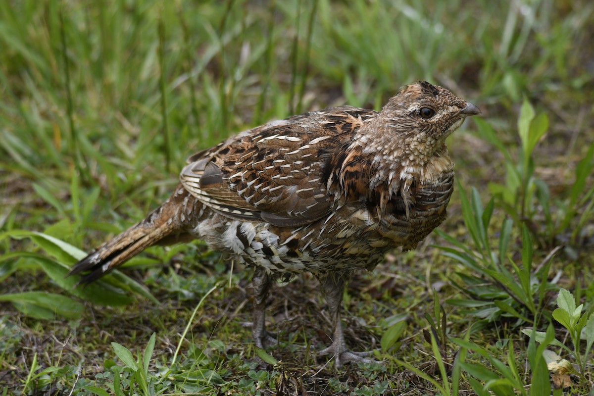 Ruffed Grouse - ML611442210