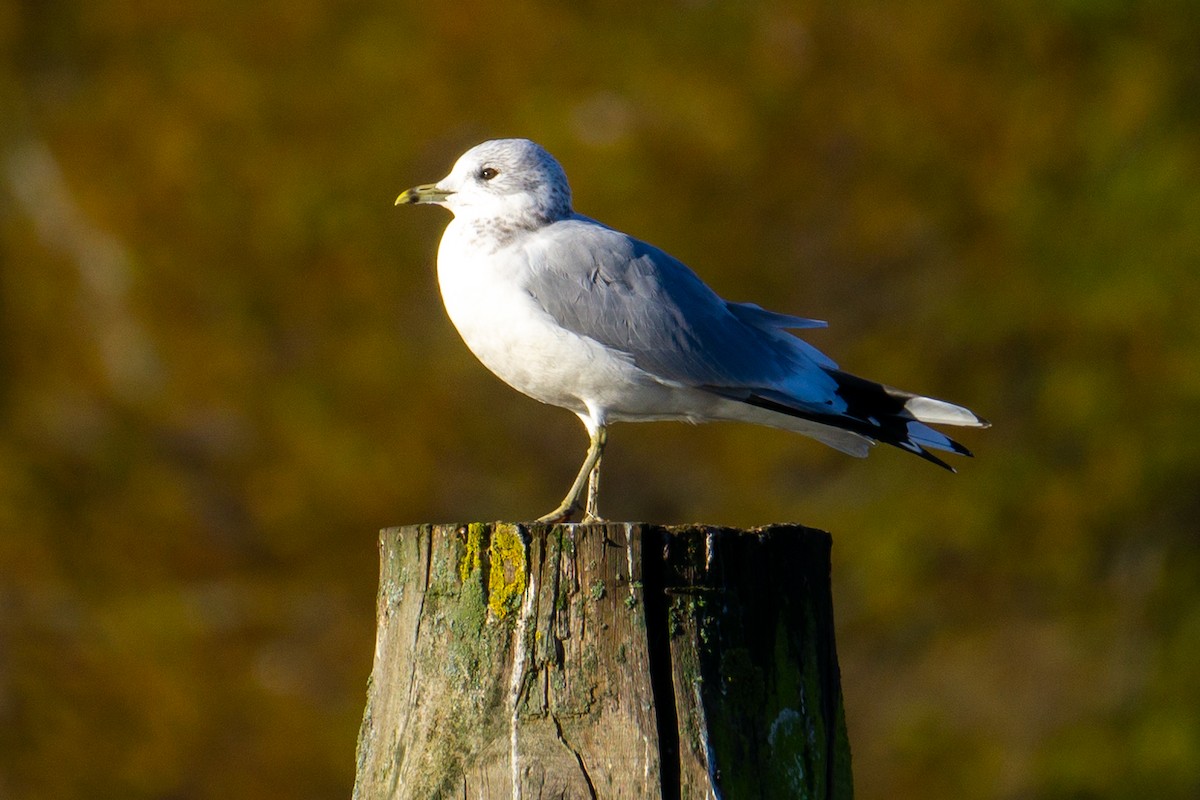 Үүлэн цахлай - ML611442285