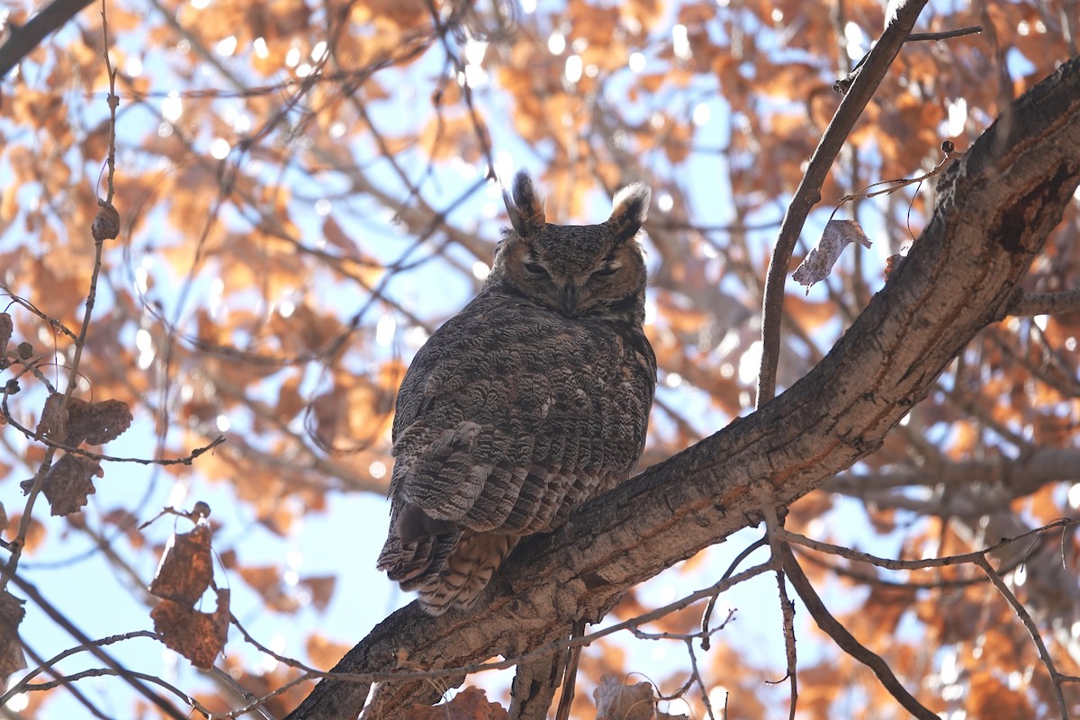 Great Horned Owl - ML611442296