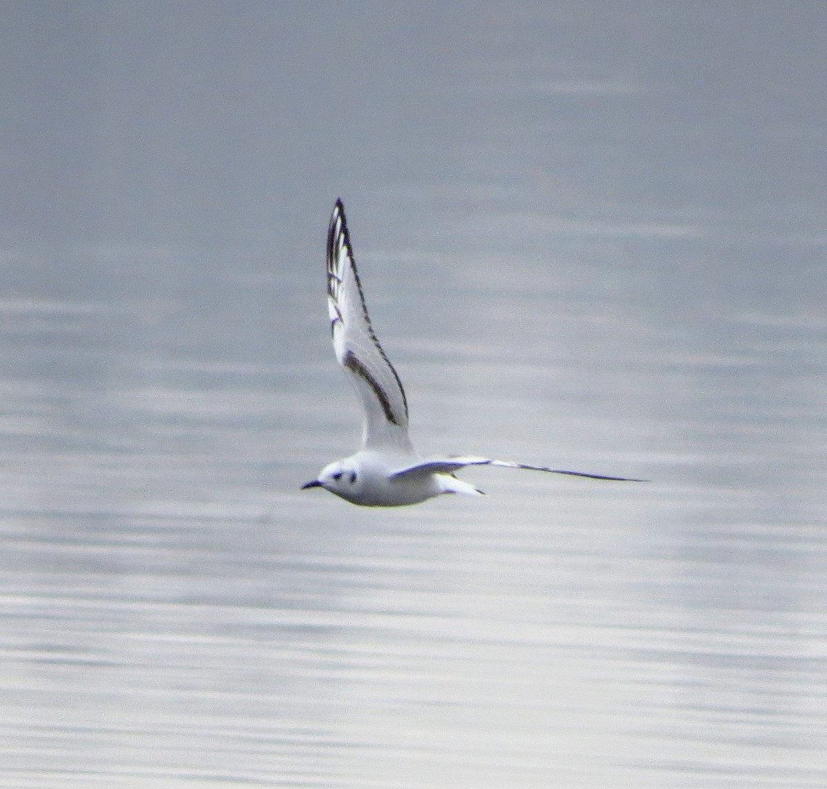 Bonaparte's Gull - ML611442345