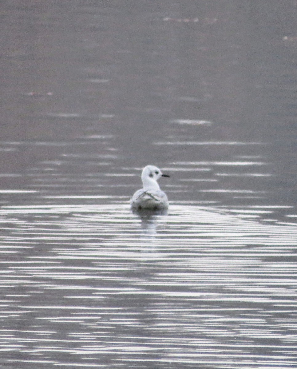 Mouette de Bonaparte - ML611442346