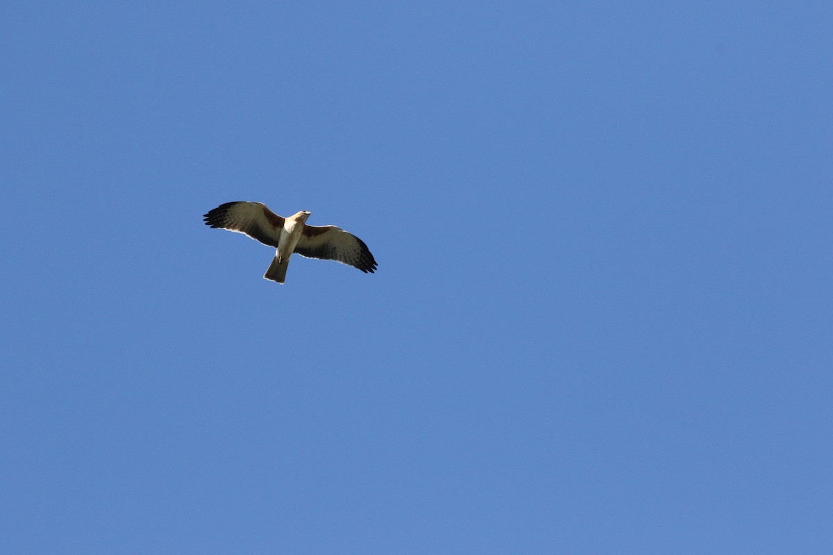 Little Eagle - John Harris - Wildlife Experiences