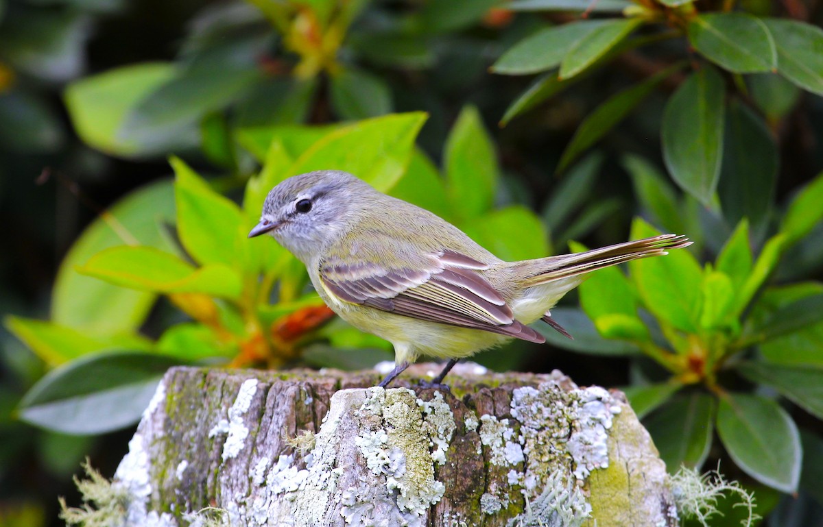 Planalto Tyrannulet - ML611442475