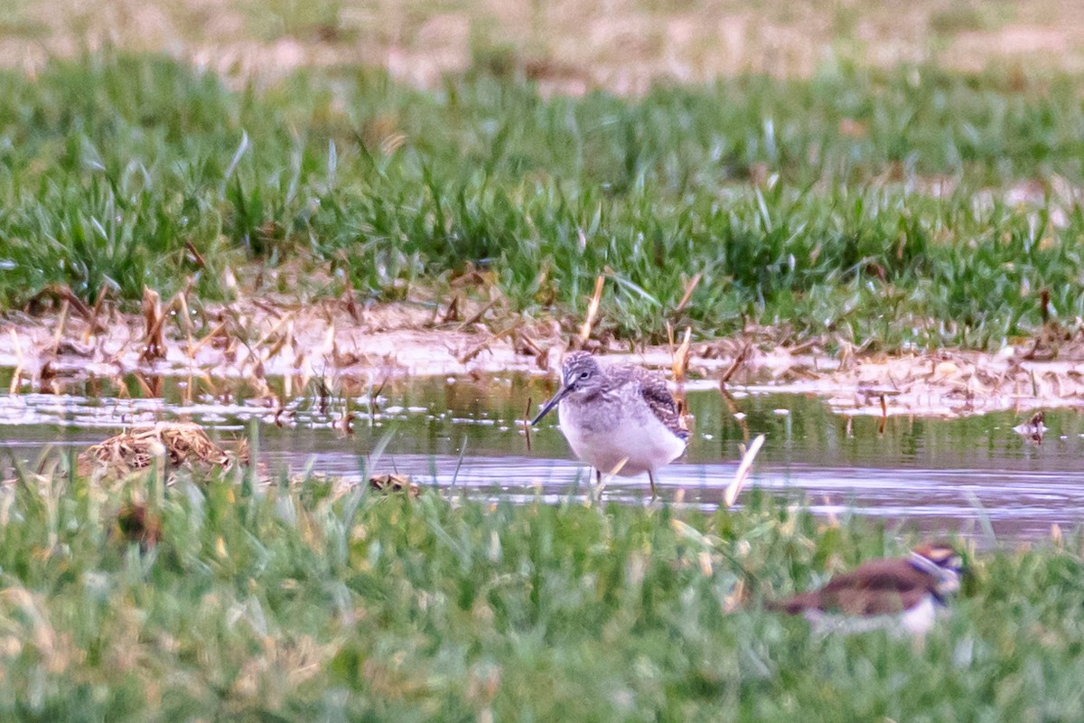 Greater Yellowlegs - ML611442509