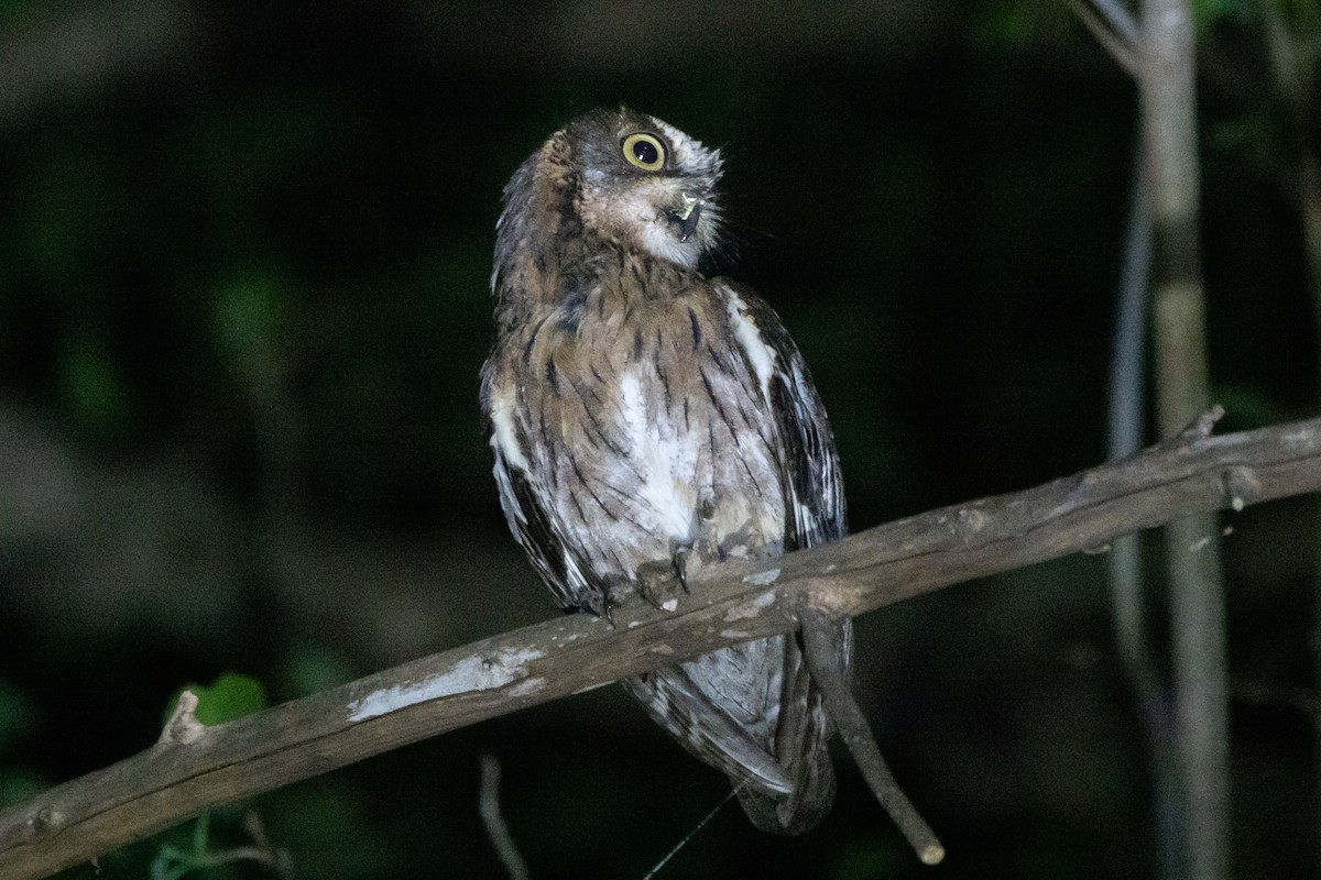 Madagascar Scops-Owl (Torotoroka) - ML611442620