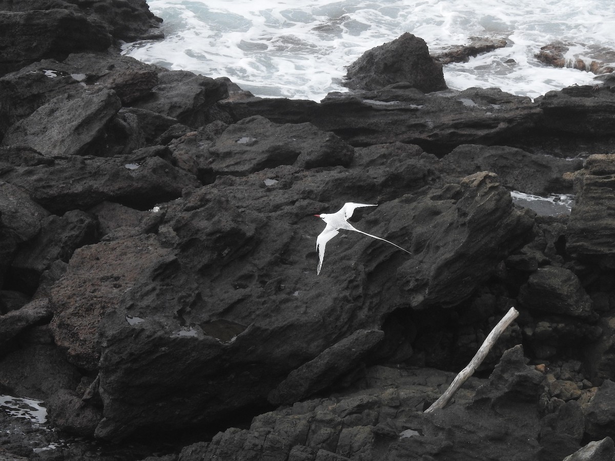 Red-billed Tropicbird - ML611442637