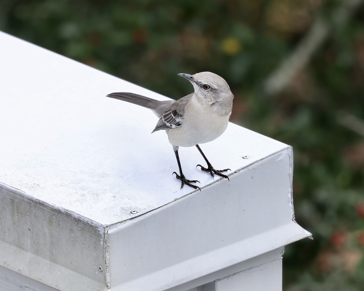 Northern Mockingbird - ML611442661