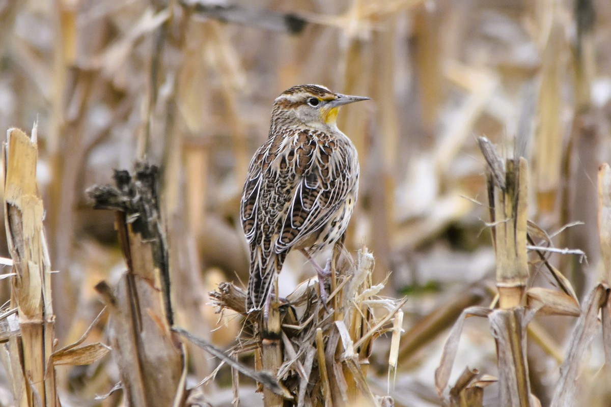 Eastern Meadowlark - Mark Greene