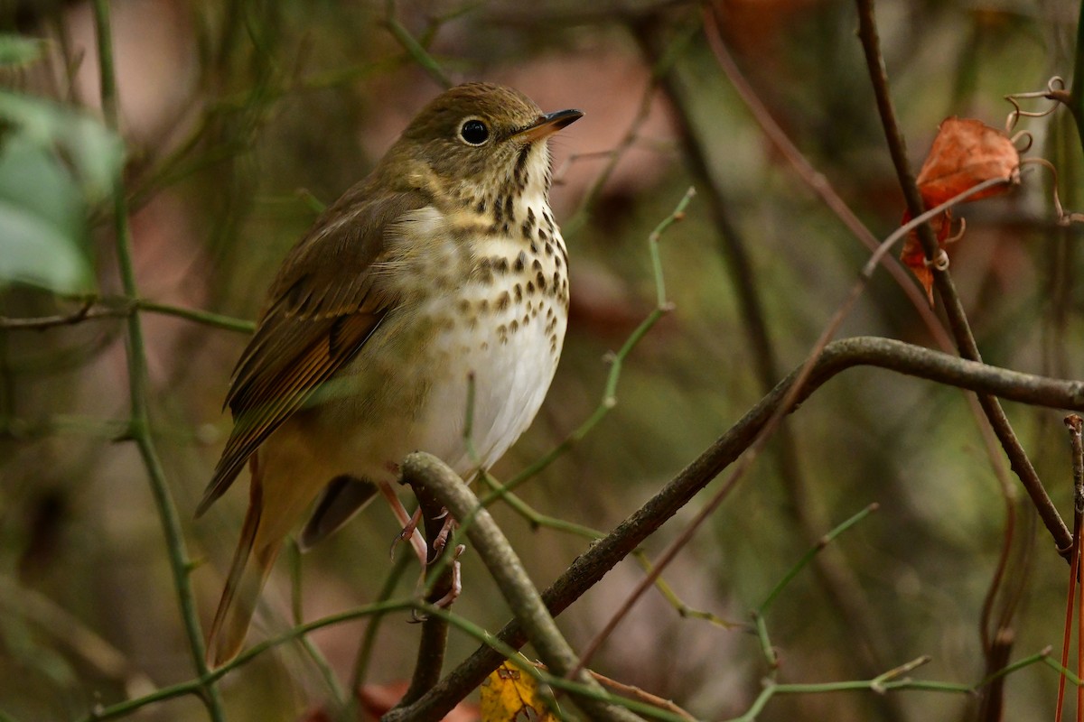 Hermit Thrush - ML611442698