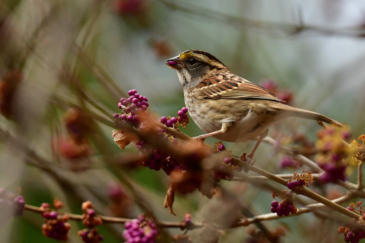 White-throated Sparrow - ML611442728