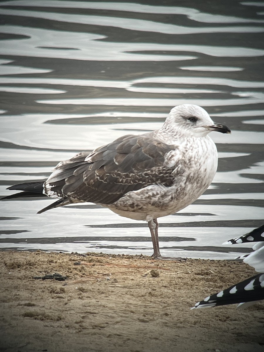 Lesser Black-backed Gull - ML611442731