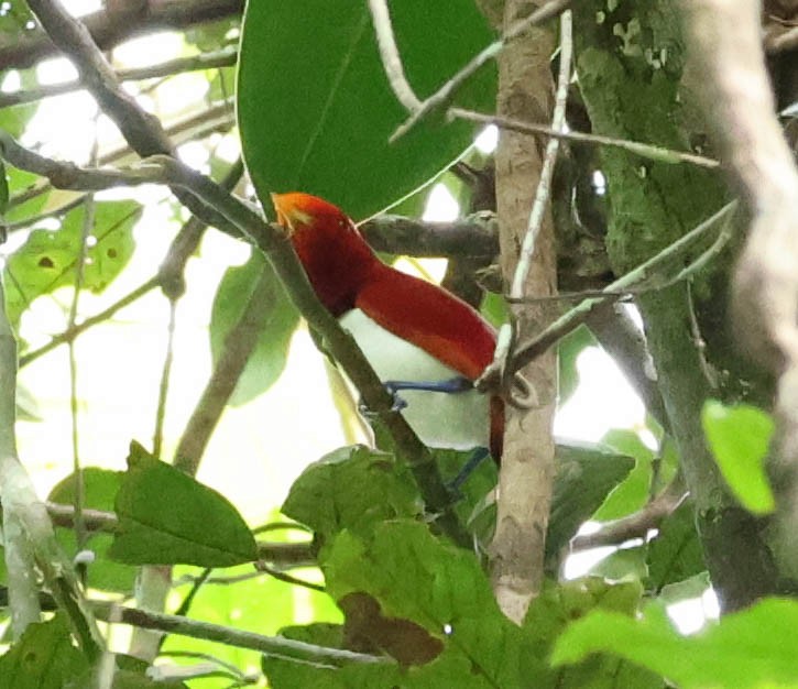 King Bird-of-Paradise - ML611442754