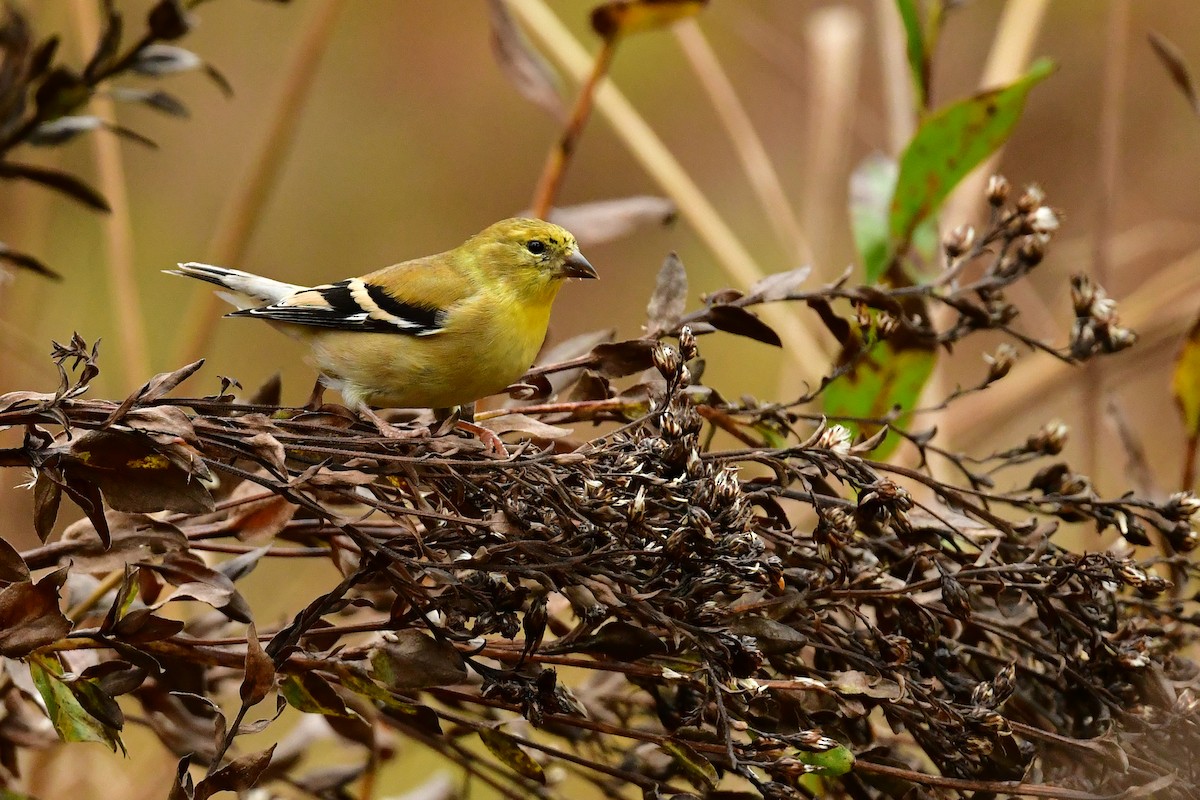 American Goldfinch - ML611442763