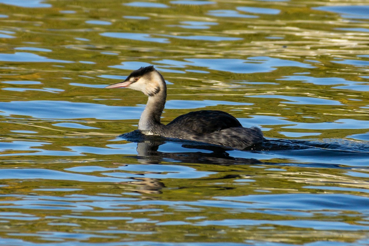 Great Crested Grebe - ML611442829