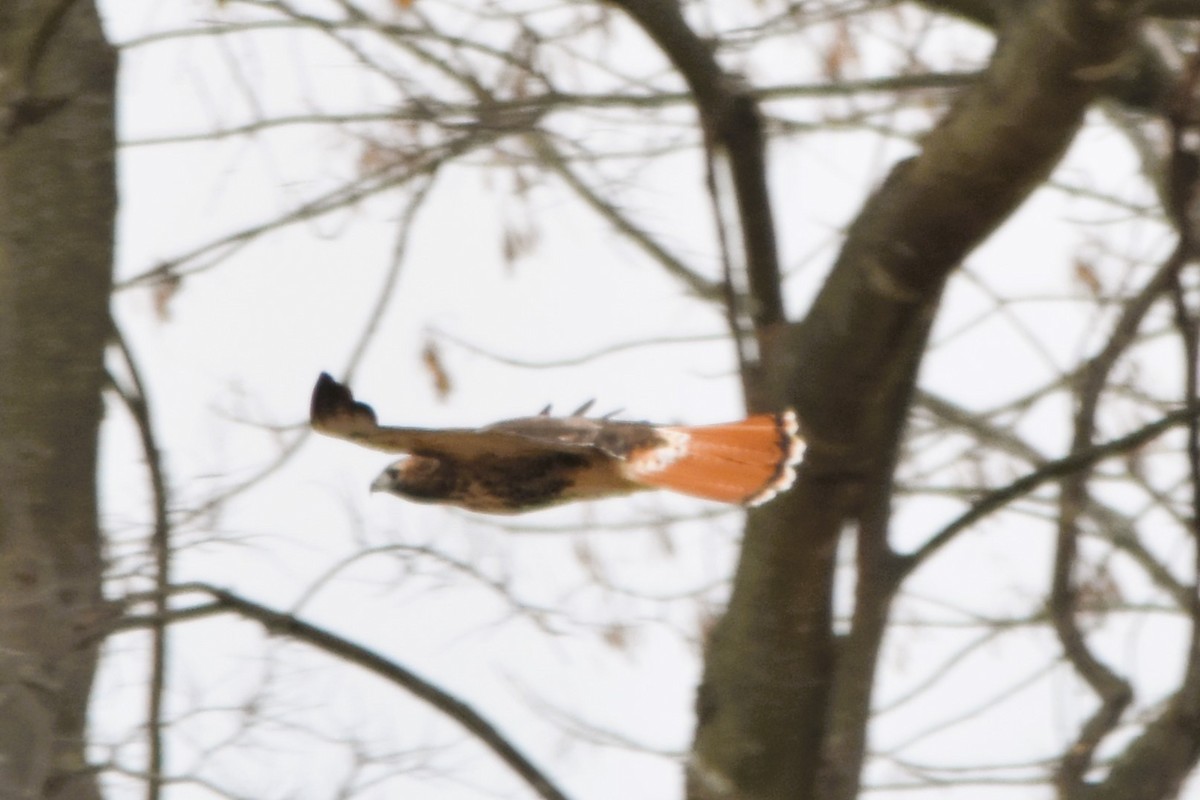 Red-tailed Hawk (abieticola) - Mark Greene