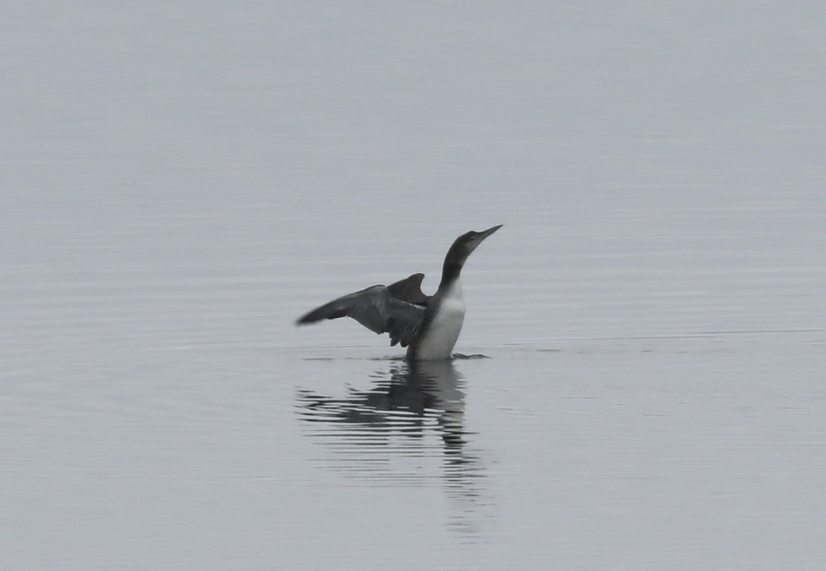 Common Loon - Rick Vetter