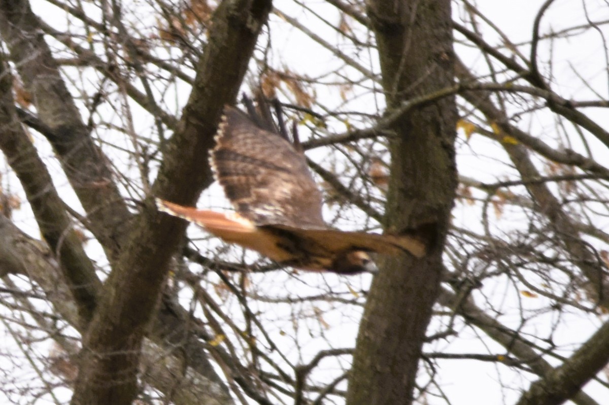 Rotschwanzbussard (abieticola) - ML611442928