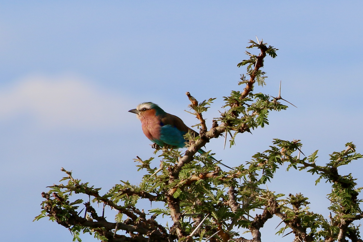 Lilac-breasted Roller - ML611442964