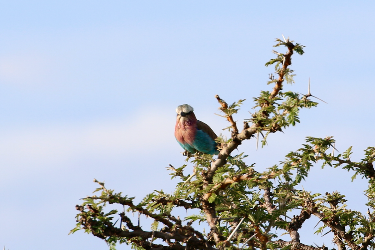 Lilac-breasted Roller - ML611442965