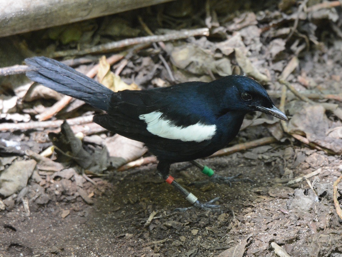 Seychelles Magpie-Robin - Mark Oberle