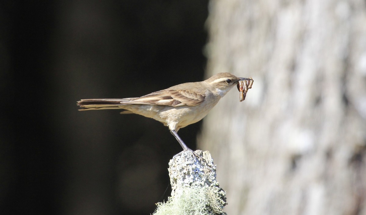 Long-tailed Cinclodes (Long-tailed) - ML611443007