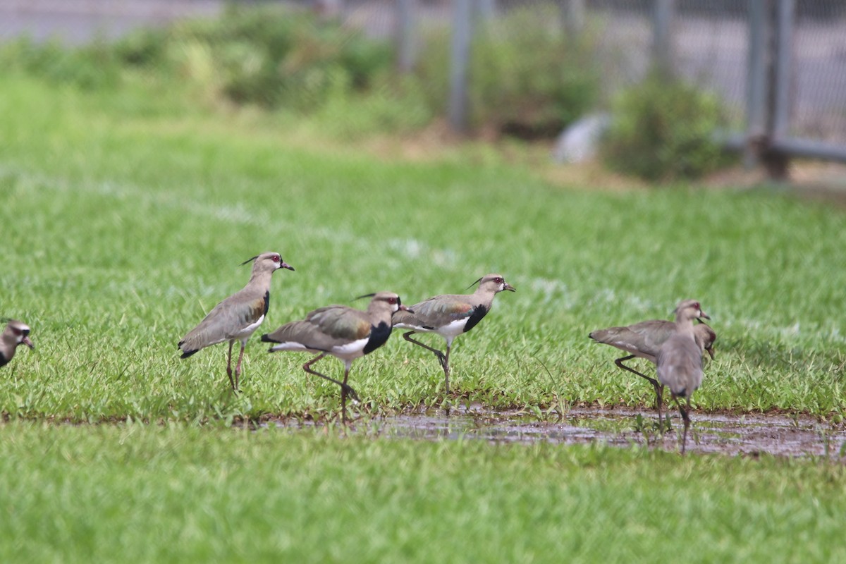 Southern Lapwing - Lukas Sobotta