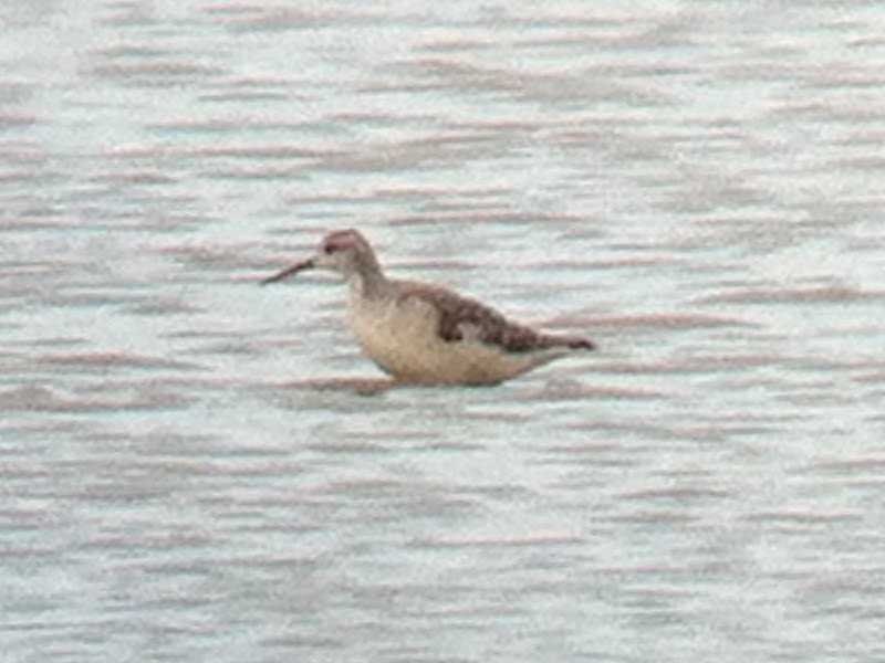 Wilson's Phalarope - ML611443052