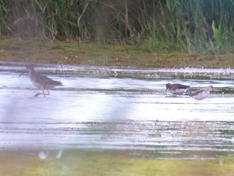 Phalarope de Wilson - ML611443055