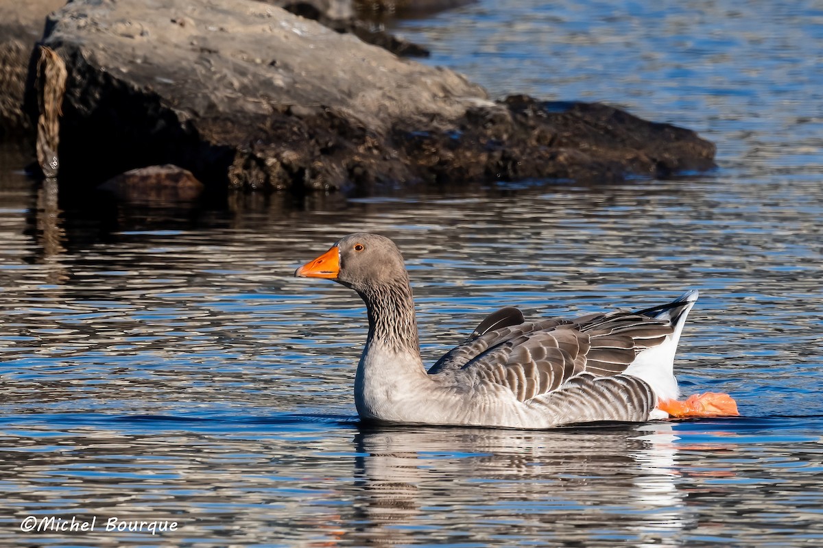 Graylag Goose - ML611443117