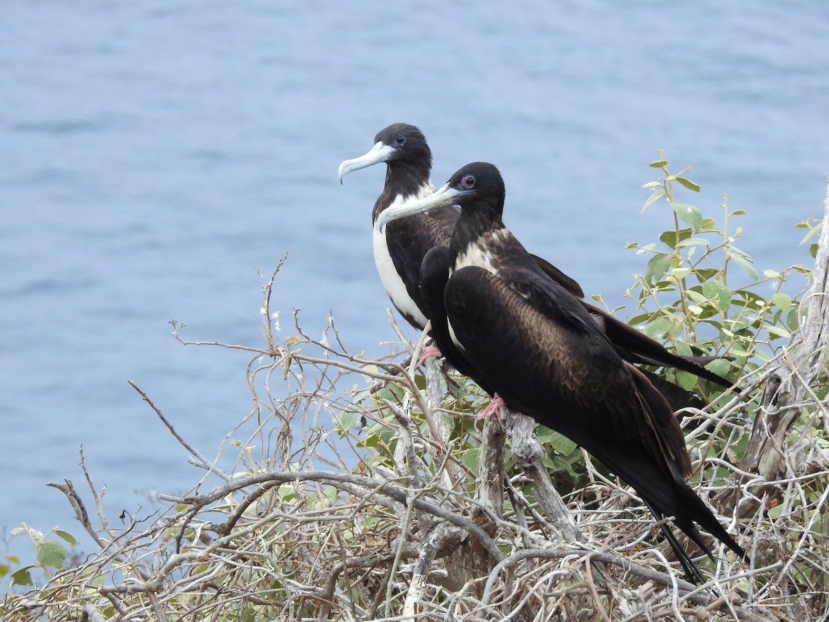 Magnificent Frigatebird - ML611443138