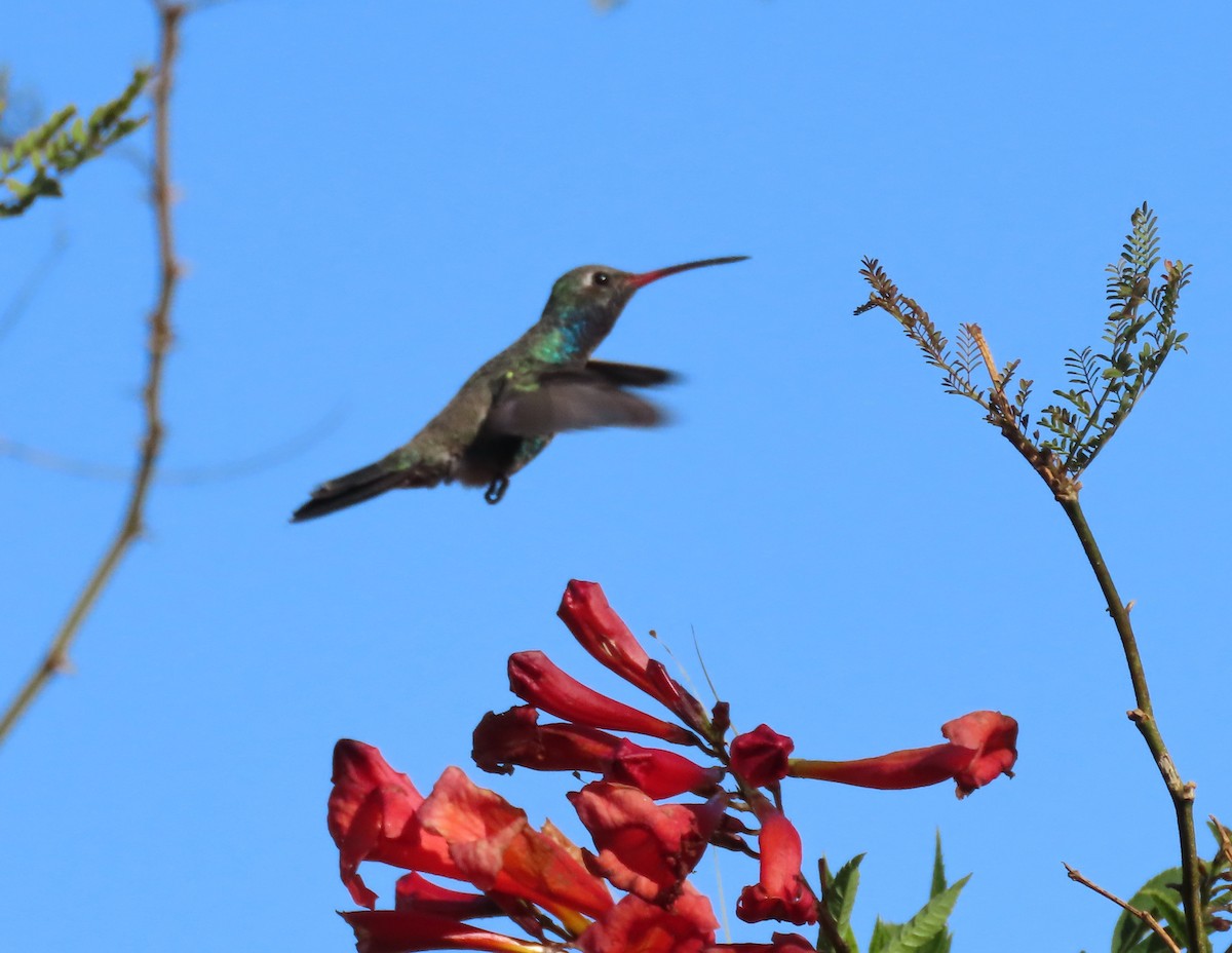 Broad-billed Hummingbird - ML611443176