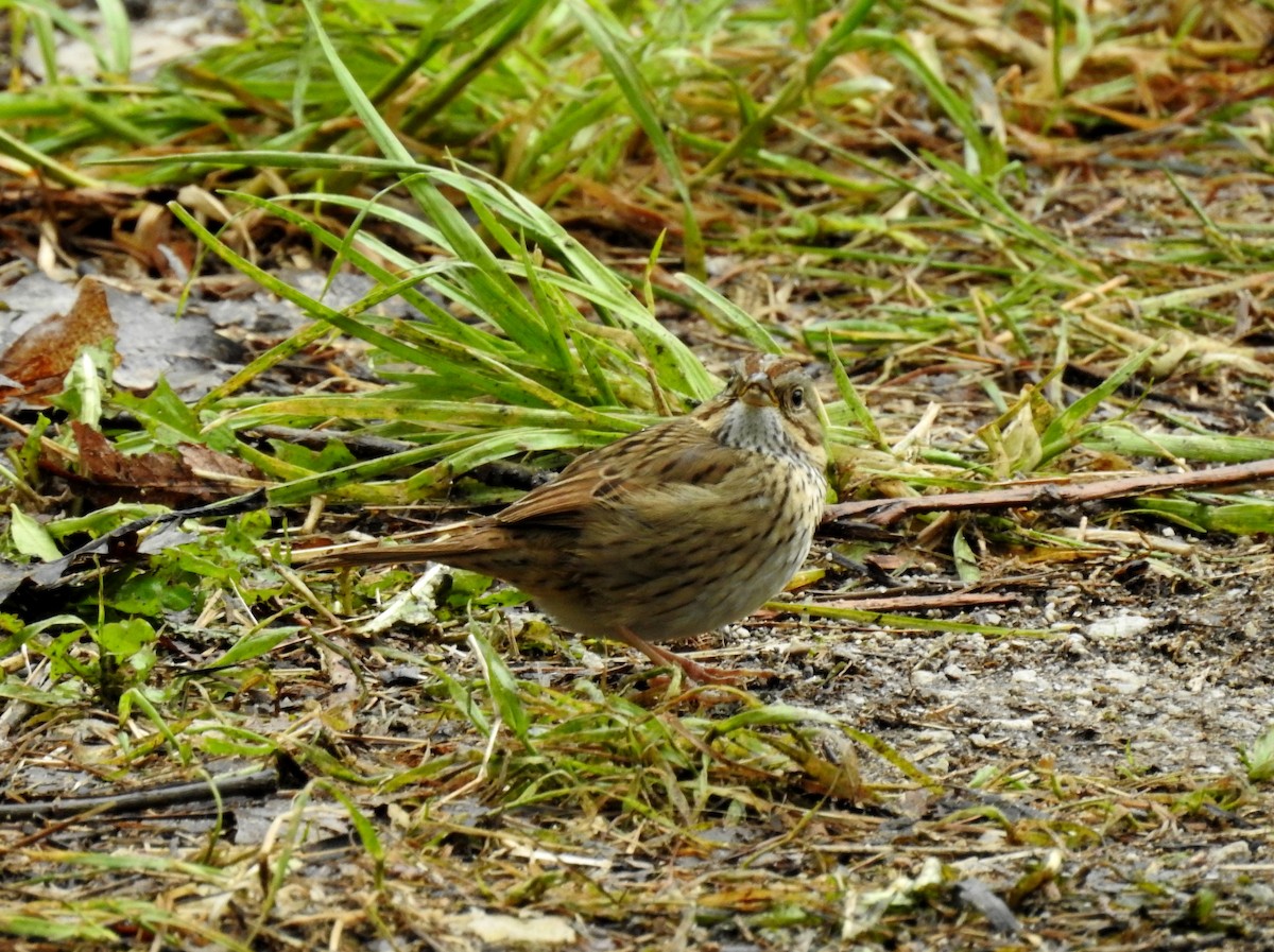 Lincoln's Sparrow - Sue Ascher