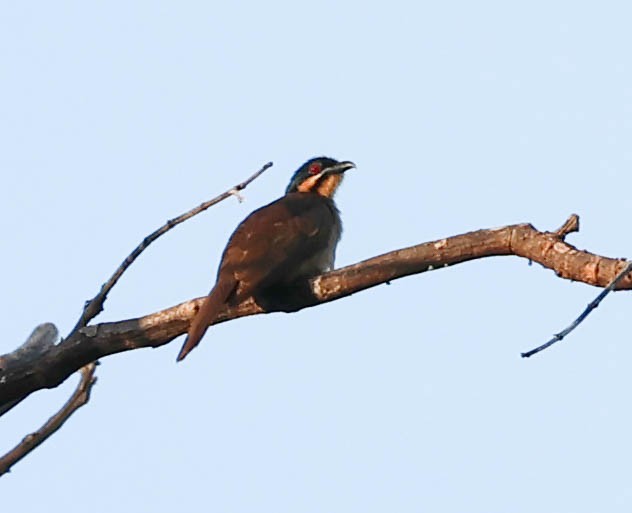 Dwarf Koel - ML611443340