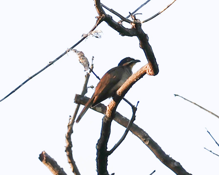 Dwarf Koel - ML611443342