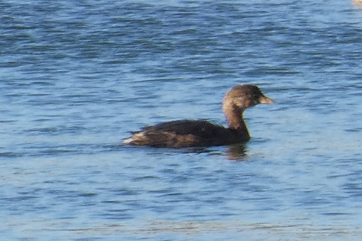 Pied-billed Grebe - ML611443405