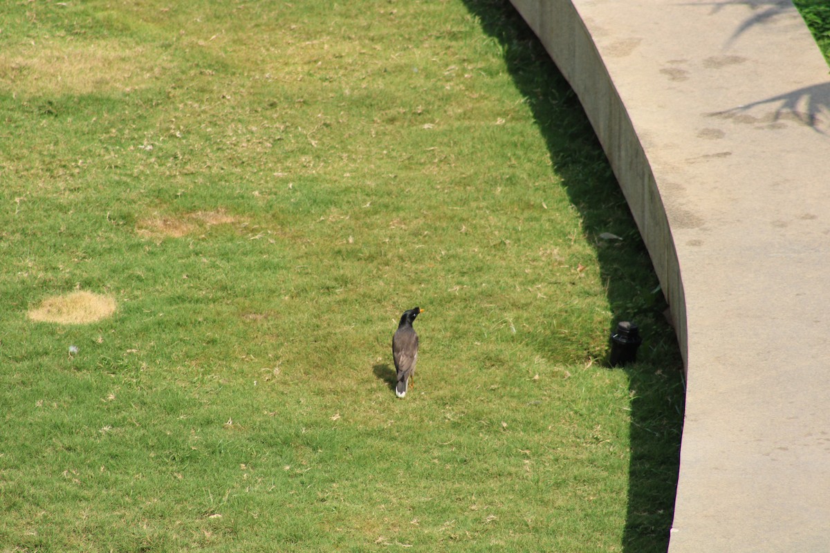 林八哥 - ML611443408