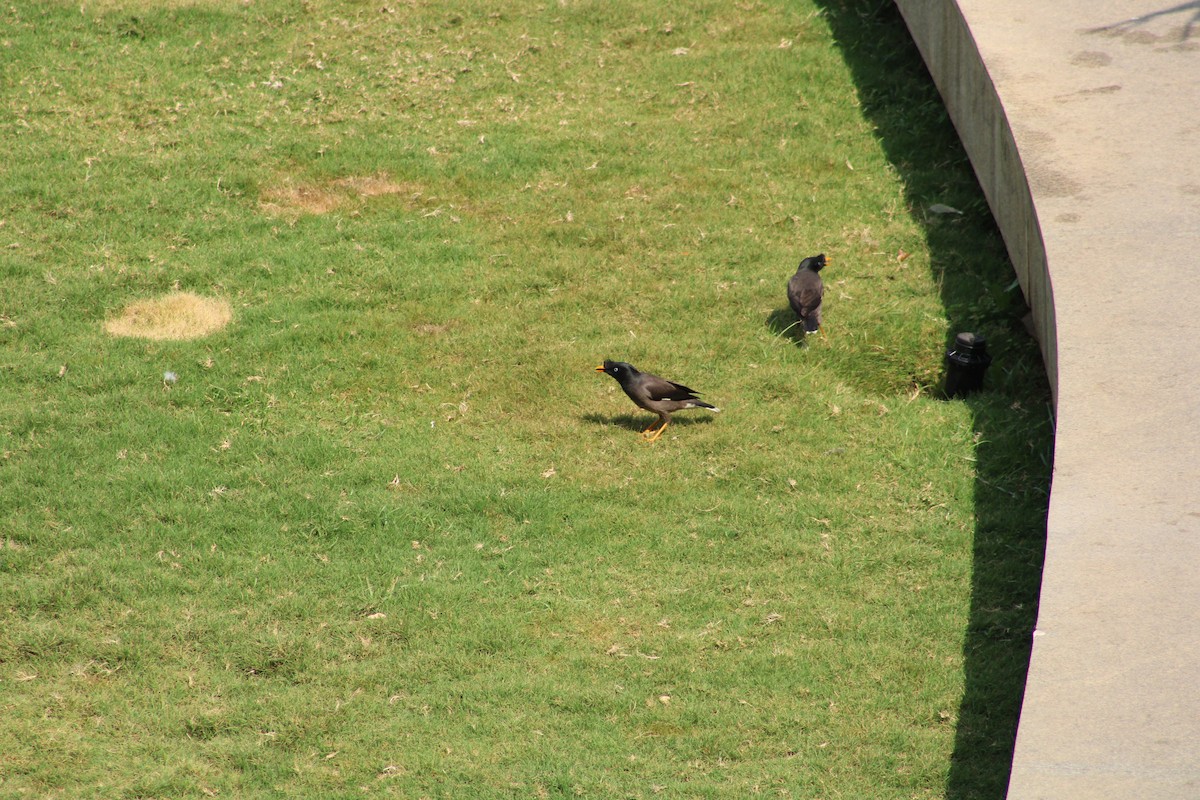 林八哥 - ML611443410