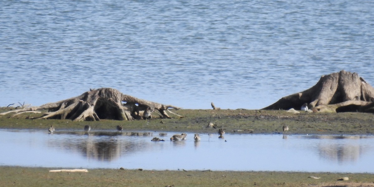 Wilson's Snipe - ML611443424