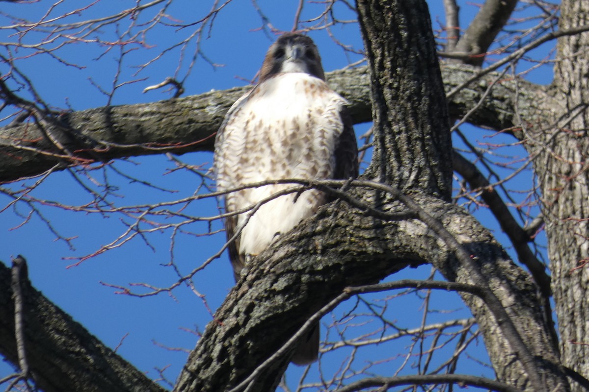 Red-tailed Hawk - ML611443426