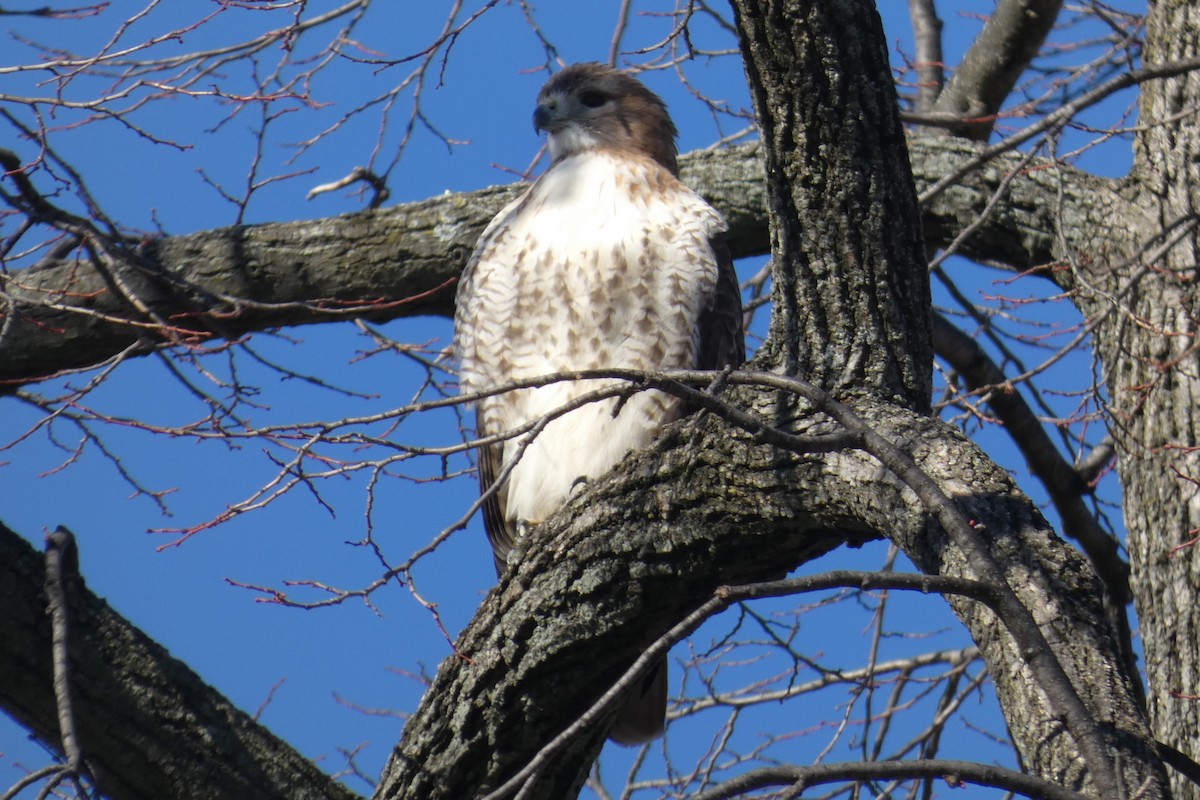 Red-tailed Hawk - ML611443427