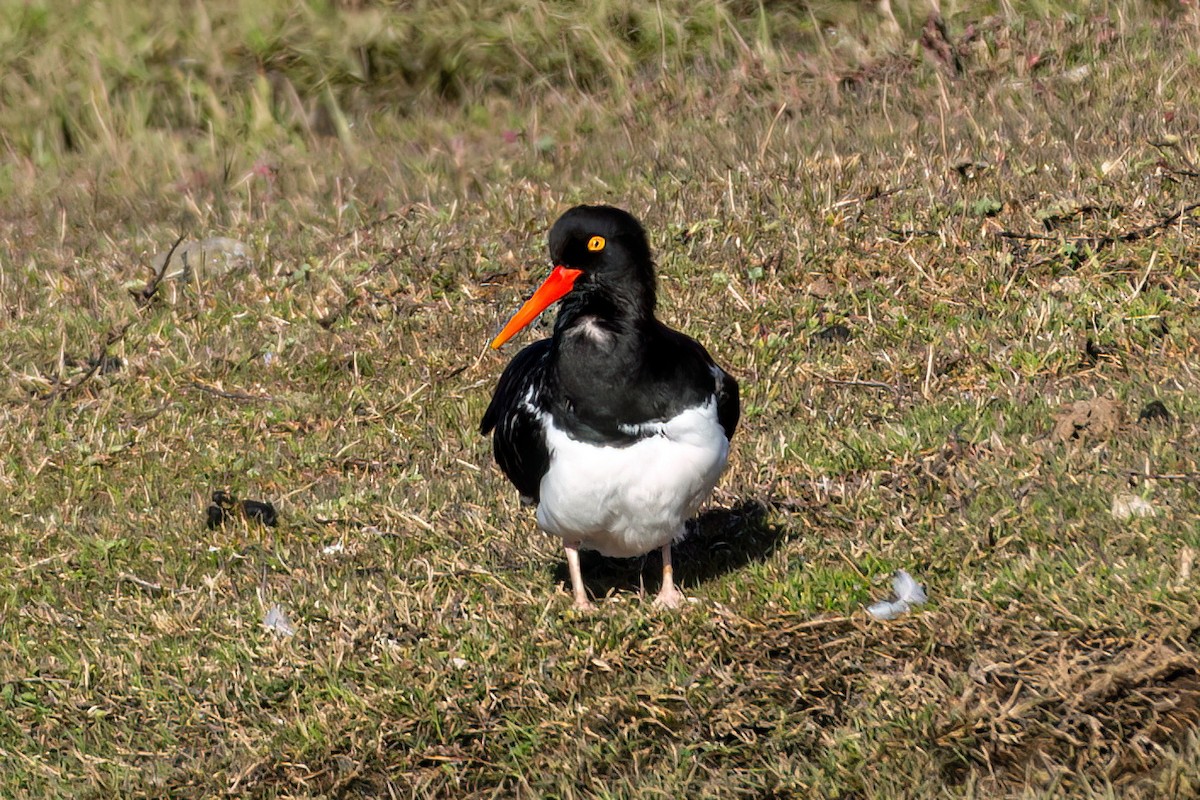 Magellanic Oystercatcher - ML611443431