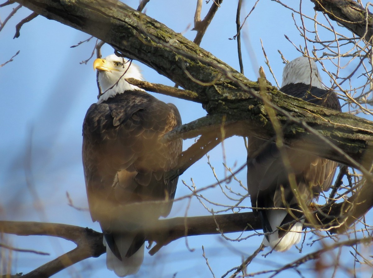 Bald Eagle - Jon Peacock