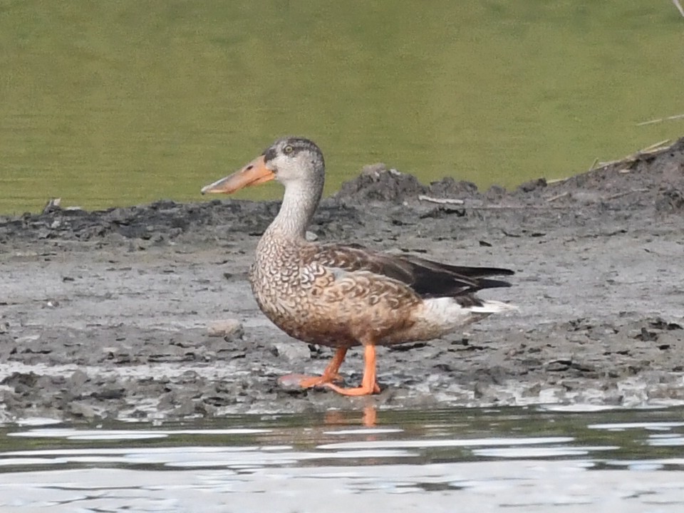 Northern Shoveler - ML611443537