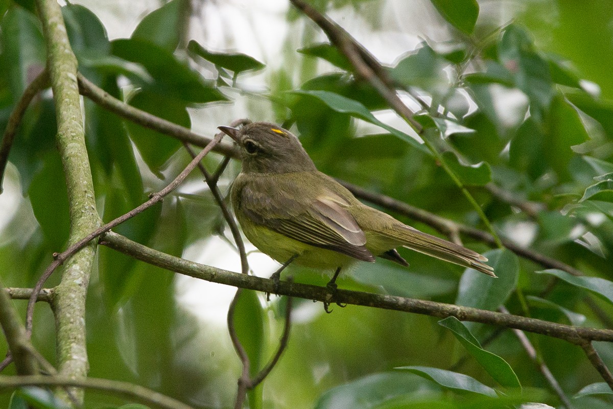 Greenish Elaenia - ML611443690