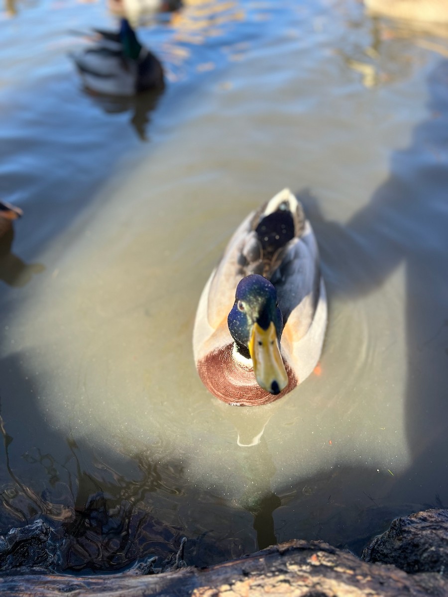 Canard colvert - ML611443729
